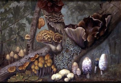 Fungi in Woodland (oil on panel)   1399932   no       norwegian Successfully Translated  Original: Portrait du tsar Michel I de Russie (1596-1645). Peinture dun maitre russe, huile sur toile, fin 17e siecle. Art russe traditionnel ancien. State Russian Mus av W. Neville