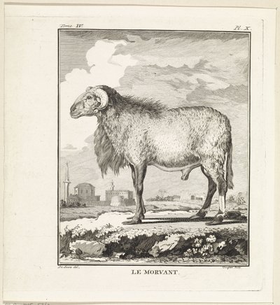 Ram Le Morvant (tittel på objekt) av W. Tringham