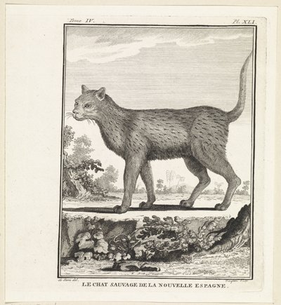 ville kat The wildcat of new spania (tittel på objekt) av W. Tringham