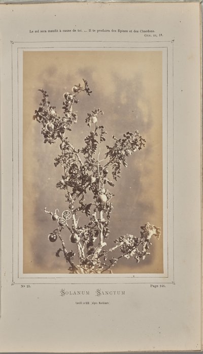  av W. de Bray