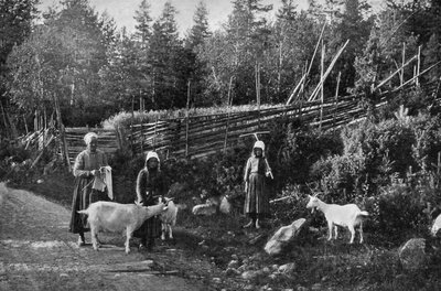 Geitehold i Dalarna, Sverige, 1908-1909. av Wald Zachrisson