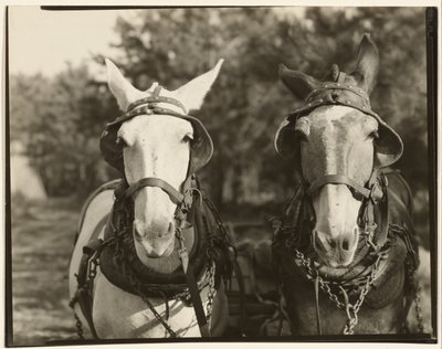  av Walker Evans