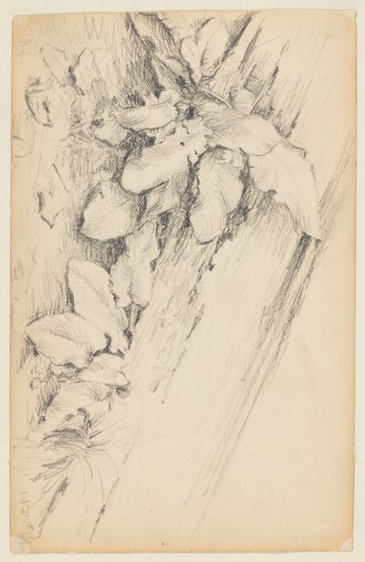 Studie av planter og råtten trestamme, 155th Street av Walter Clark