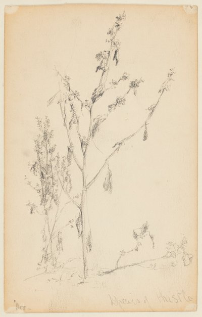 Studie av tistler av Walter Clark