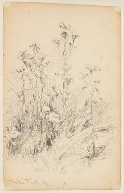 Studie av Thistles and Grass, Harlem Flats av Walter Clark