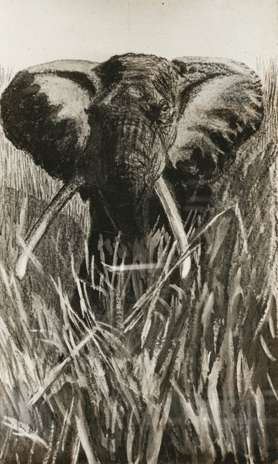 Afrikansk elefant av Walter D.M. Bell