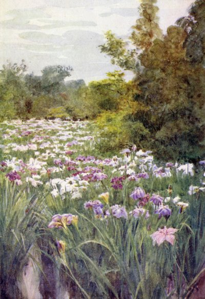 Irise er på Kitano, Ito av Walter Frederick Roofe Tyndale