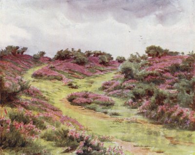 The New Forest: Bell Heather på Setley Plain (farge litho) av Walter Frederick Roofe Tyndale