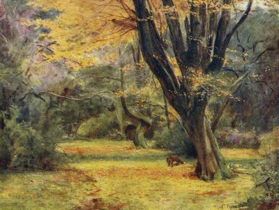 The New Forest: Maples, nær Queen's Bower (farge litho) av Walter Frederick Roofe Tyndale
