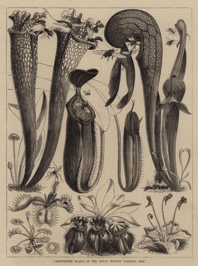 Kjøttetende planter i Royal Botanic Gardens, Kew av Walter Granville Smith