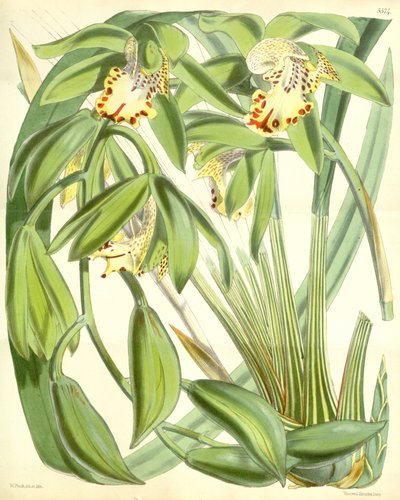 Cymbidium hookerianum av Walter Hood Fitch