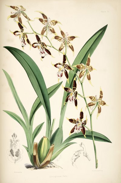 Odontoglossum hallii av Walter Hood Fitch