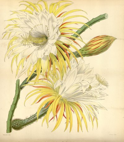 Selenicereus macdonaldiae av Walter Hood Fitch