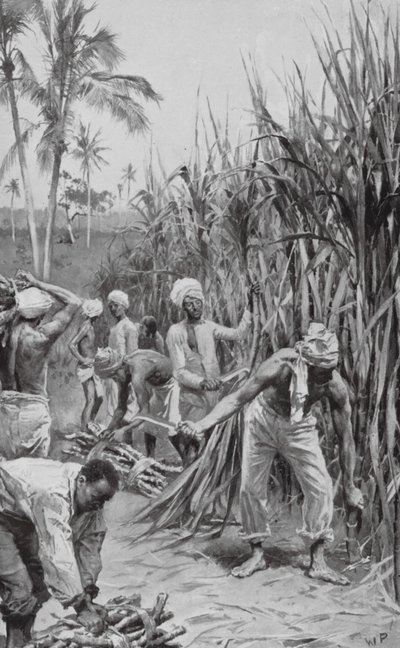 Trinidad-kulier på jobb i et stokkåker (lito) av Walter Paget