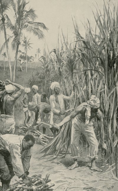 Trinidad Coolies på jobb i et stokkfelt av Walter Stanley Paget
