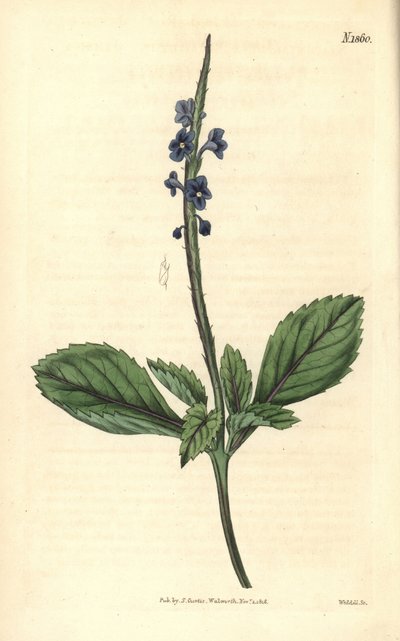 Blå verbena - Jamaica-bastardverbena, Stachytarpheta jamaicensis. Håndkolorert kobberstikk av Weddell fra John Sims#39; Curtis#39;s Botanical Magazine, Couchman, London. av Weddell Weddell