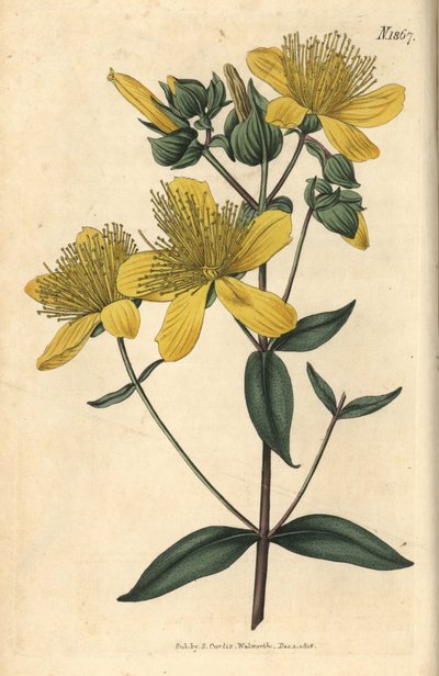 Johanniskraut - Olympisches Johanniskraut, Hypericum olympicum von Weddell Weddell