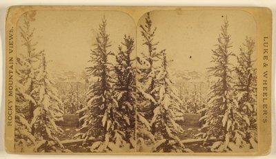 av Wellington O. Luke and Dansford Noble Wheeler