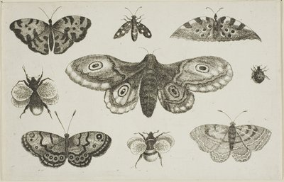 En møll, sommerfugler og bier av Wenceslaus Hollar
