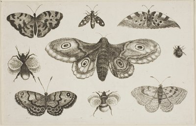 En møll, sommerfugler og bier av Wenceslaus Hollar