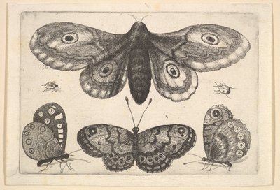 En møll, tre sommerfugler og to biller, 1646. av Wenceslaus Hollar