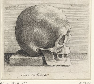 Anatomisk studie av en hodeskalle av Wenceslaus Hollar