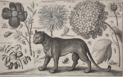 Dyr og planter: Leopard med planter og insekter av Wenceslaus Hollar