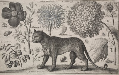 Dyr og planter: Leopard med planter og insekter, 1662. av Wenceslaus Hollar