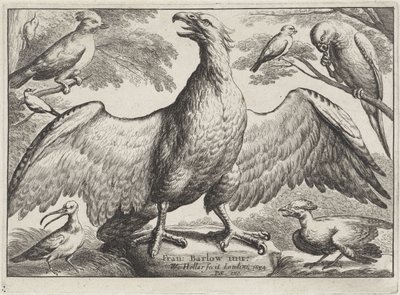 Ørn Forskjellige fugler (serietittel) av Wenceslaus Hollar
