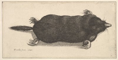 Død føflekk, 1646. av Wenceslaus Hollar
