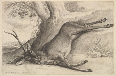 Død hjort, 1646. av Wenceslaus Hollar