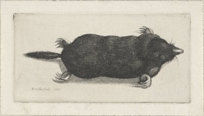 død føflekk av Wenceslaus Hollar