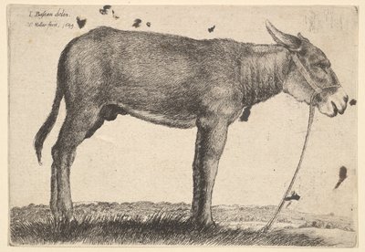 Esel, 1649. av Wenceslaus Hollar