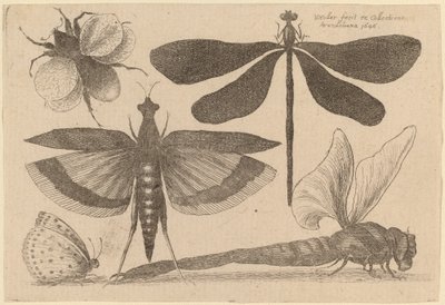 Øyenstikker, en humle og en sommerfugl av Wenceslaus Hollar