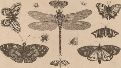 Øyenstikker, marihøner og sommerfugler. av Wenceslaus Hollar
