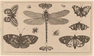 Øyenstikker, marihøner og sommerfugler av Wenceslaus Hollar
