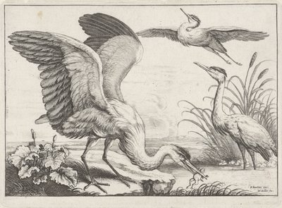 Tre hegre Diversae avium arter (serietittel) Ulike fugler (serietittel) av Wenceslaus Hollar