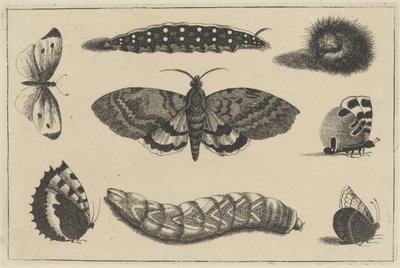 Tre larver, en møll og fire sommerfugler Ulike insekter (serietittel) Diversae Insectorum (serietittel) av Wenceslaus Hollar