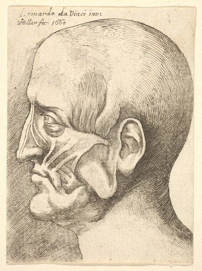 Ecorche leder av en mann i profil til venstre, 1660. av Wenceslaus Hollar