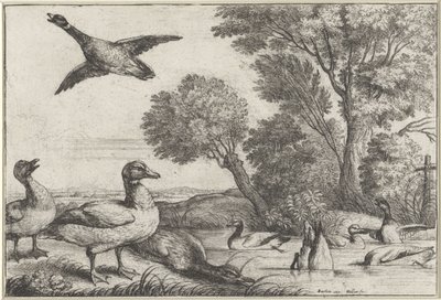 ender Diversae avium arter (serietittel) Forskjellige fugler (serietittel) av Wenceslaus Hollar