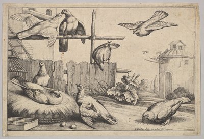 Åtte duer, 1625-77. av Wenceslaus Hollar