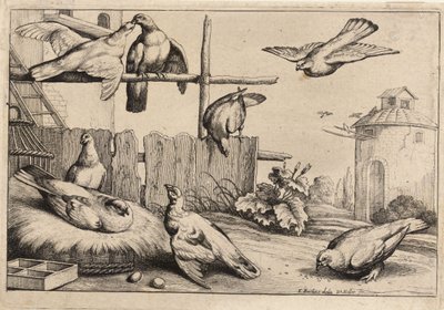 Åtte duer. Tilstand 1 av Wenceslaus Hollar