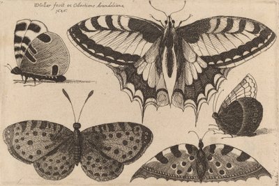 Fem sommerfugler, 1646. av Wenceslaus Hollar