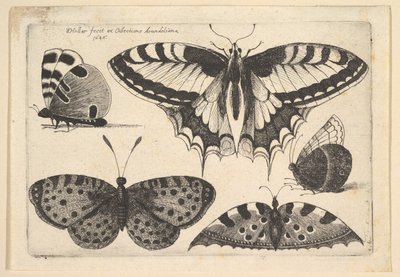 Fem sommerfugler, 1646. av Wenceslaus Hollar
