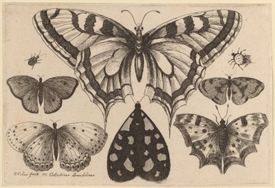Fem sommerfugler, en møll, en bille og en edderkopp av Wenceslaus Hollar