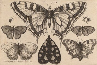 Fem sommerfugler, en møll og to biller, 1646. av Wenceslaus Hollar