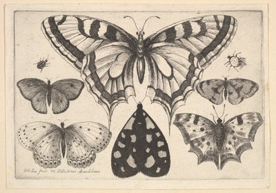 Fem sommerfugler, en møll og to biller, 1646. av Wenceslaus Hollar