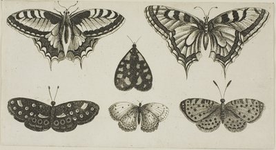 Fem sommerfugler og en møll av Wenceslaus Hollar