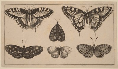 Fem sommerfugler og en møll av Wenceslaus Hollar