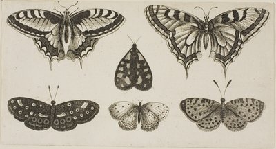 Fem sommerfugler og en møll av Wenceslaus Hollar